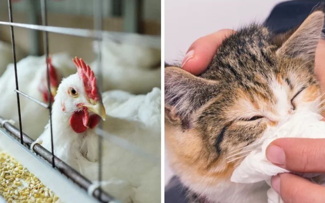 Ghi nhận trường hợp mèo nghi nhiễm cúm gia cầm tại Hàn Quốc (Large)