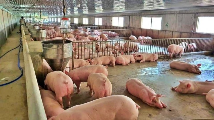 Giá heo hơi tăng cao, vì sao người chăn nuôi vẫn khó tái đàn