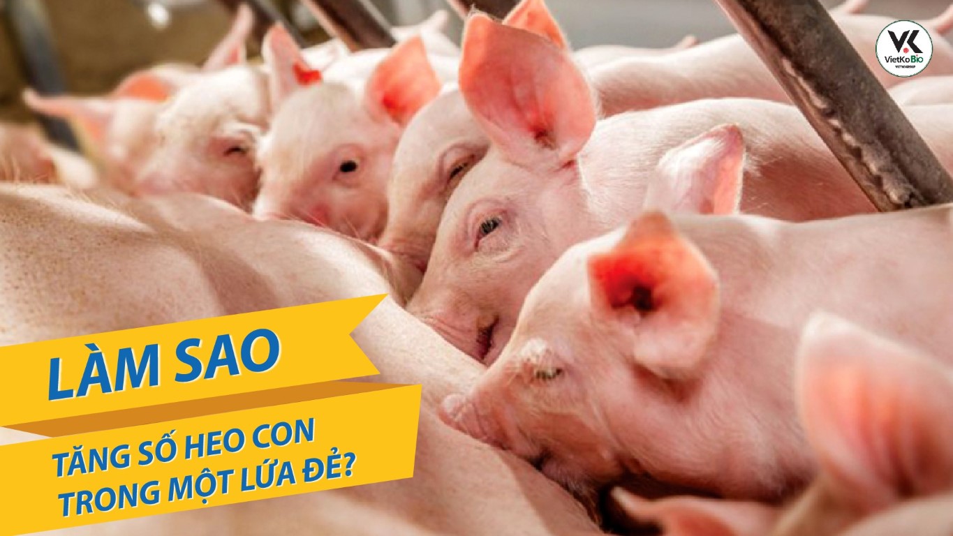 Làm sao để tăng số heo con trong một lứa đẻ?