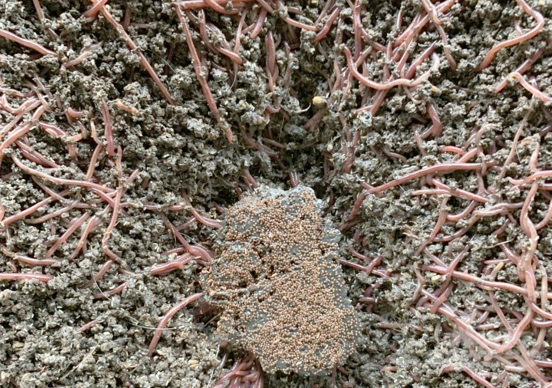 Mô hình nuôi giun quế nhờ tận dụng phân lợn thu về nửa tỷ đồngnăm (Large)