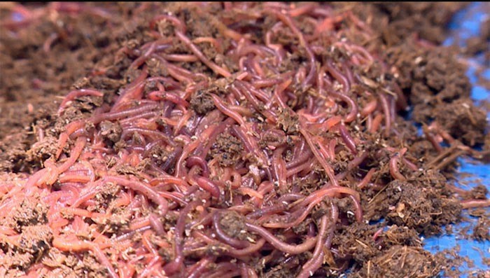 Mô hình nuôi giun quế nhờ tận dụng phân lợn thu về nửa tỷ đồngnăm 2
