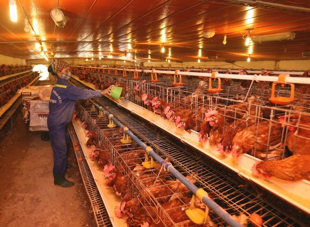 Sử dụng chất điện giải chống nóng cho gia cầm