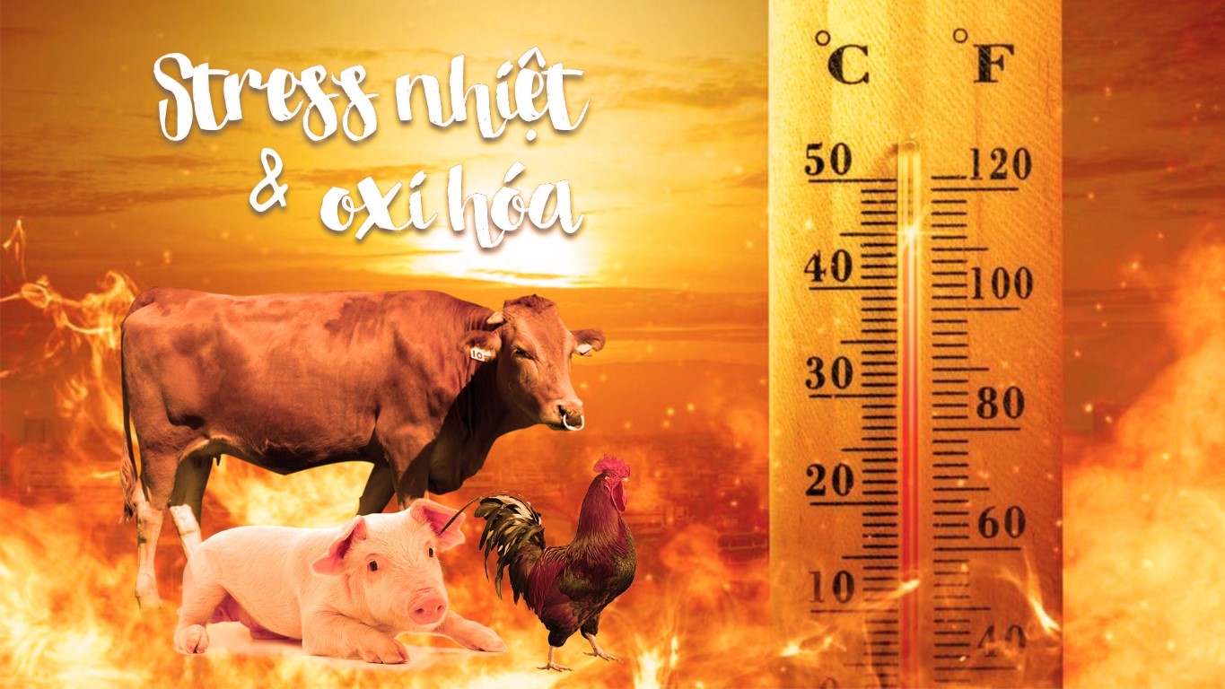 Hiểu về stress nhiệt và chống oxi hóa