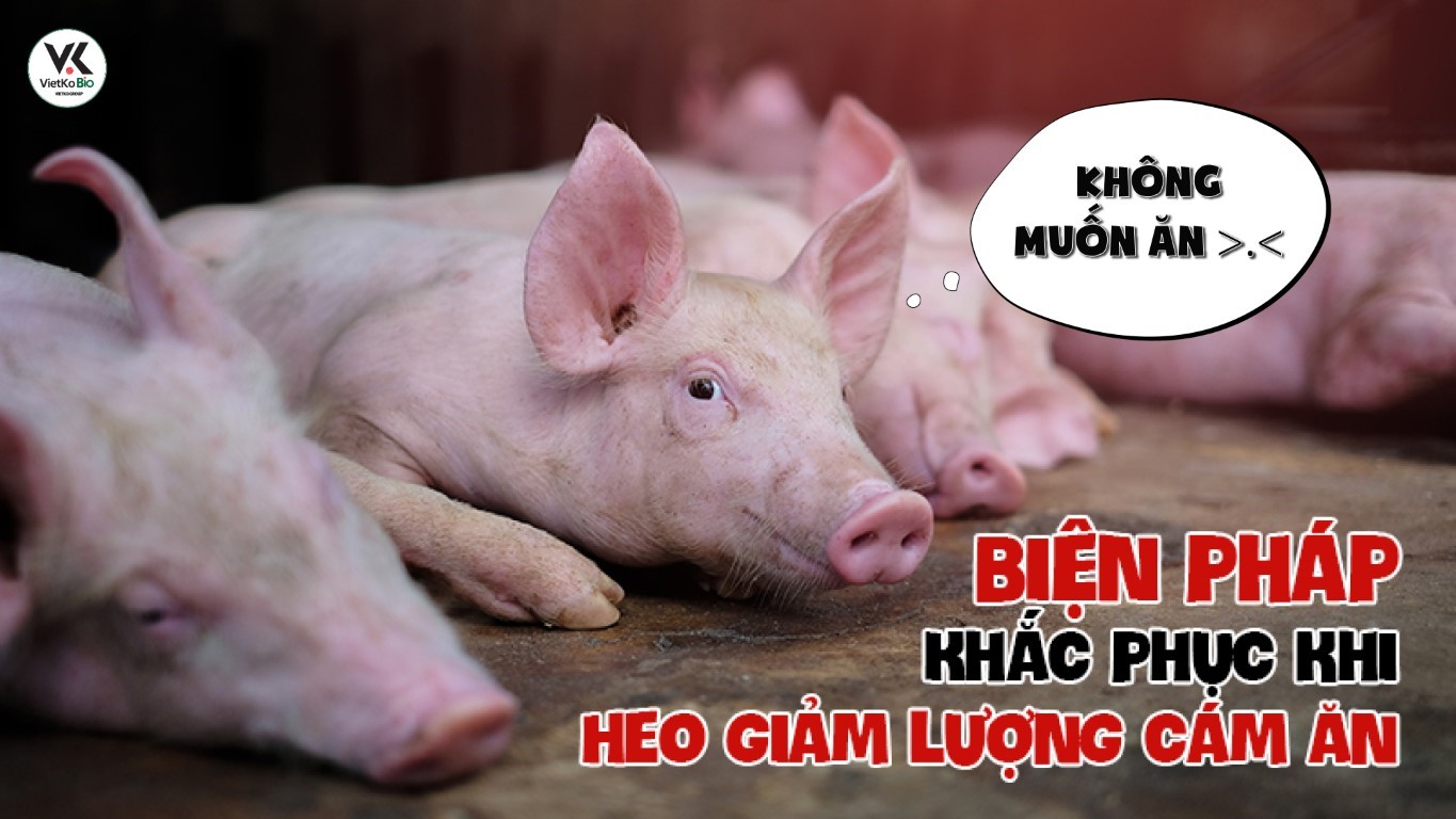 Biện pháp khắc phục khi heo giảm lượng cám ăn vào