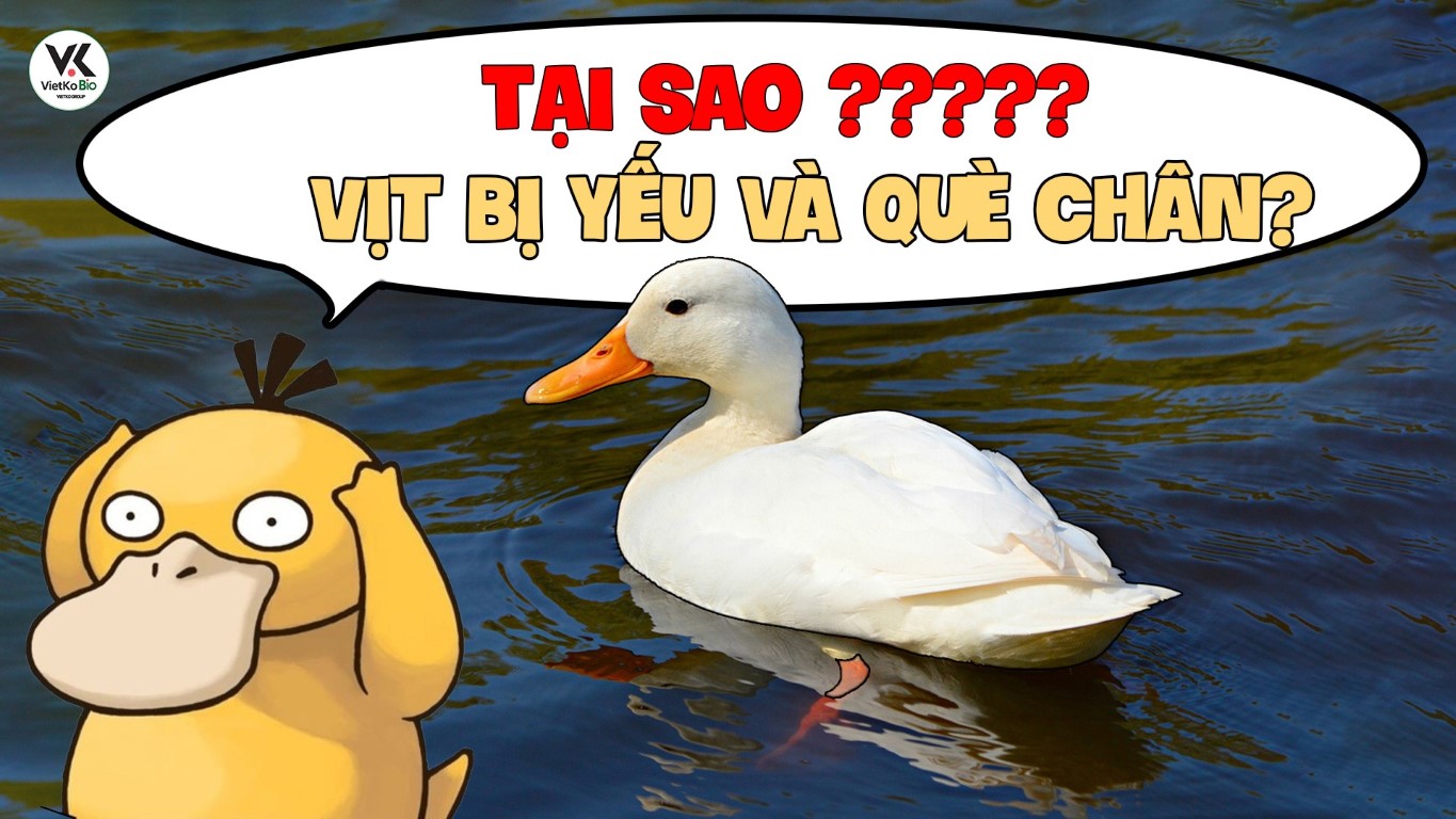 Vịt bị yếu và què chân nguyên nhân do đâu?