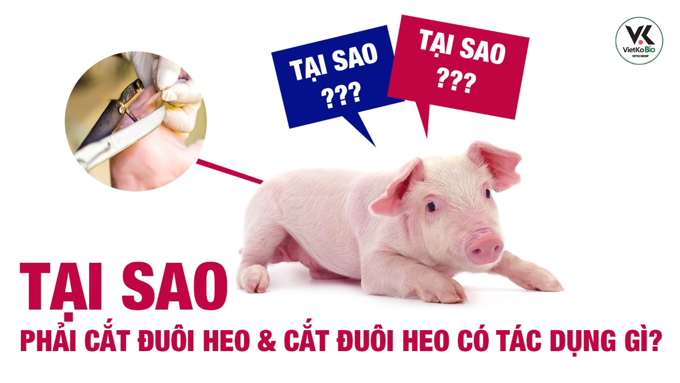 Tại sao phải cắt đuôi heo và cắt đuôi heo có tác dụng gì