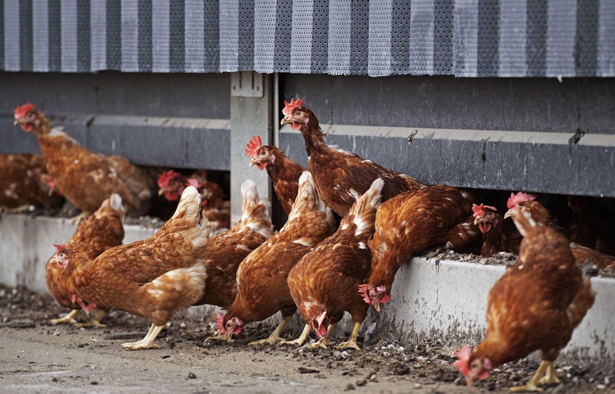 80% người chăn nuôi sử dụng kháng sinh tự phát