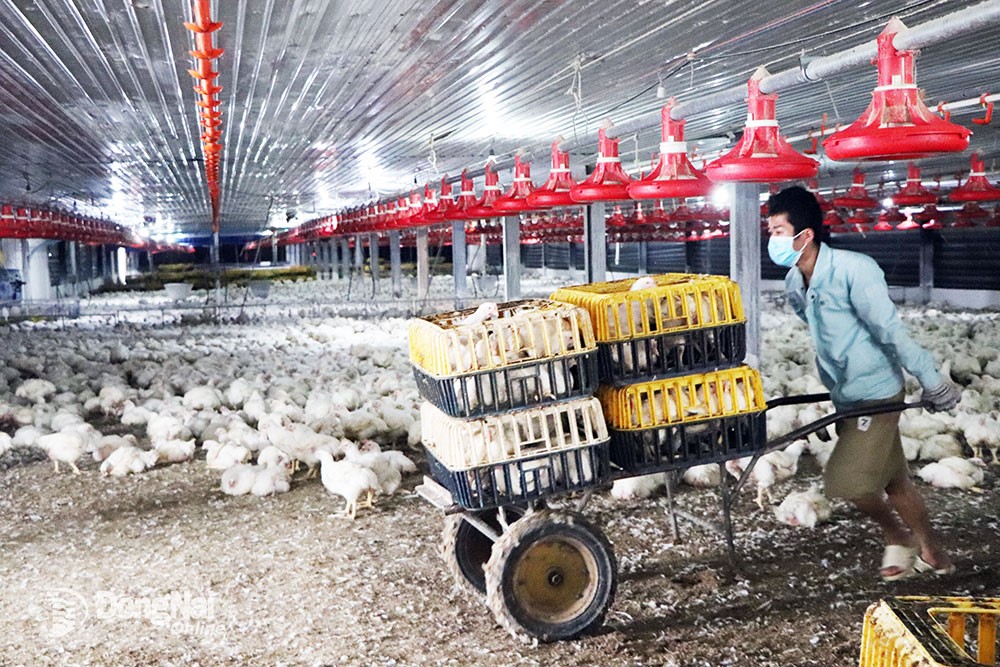 Tín hiệu tích cực để phát triển chăn nuôi những tháng cuối năm