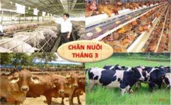 Tổng kết tình hình chăn nuôi cả nước tháng 3/2022