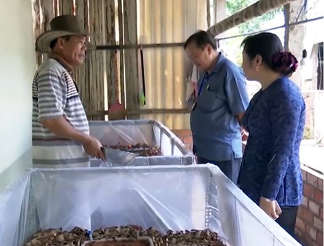 Thu nhập ổn định nhờ nuôi dế