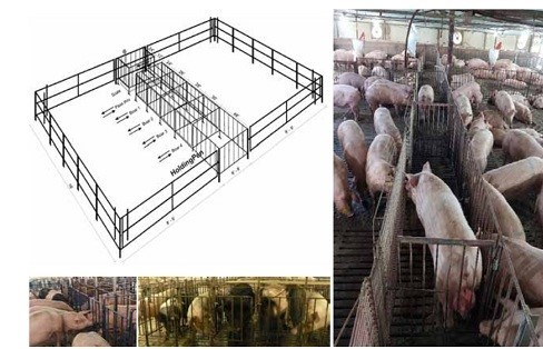 Tiếp xúc heo đực