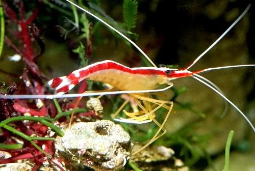 Tom ve sinh Thai Binh Duong - Lysmata Amboinensis