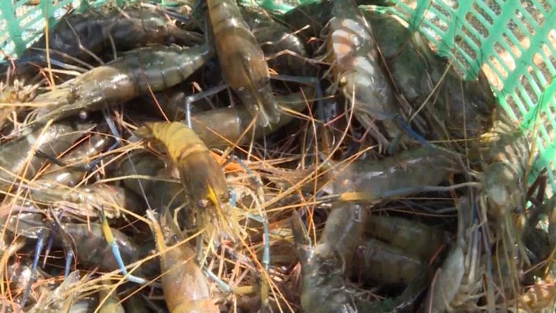 Tom-cang-xanh-e1642661798391