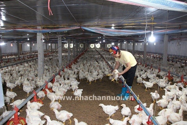 Trang-trai-ga-trang-bac-nhat-xu-che-2