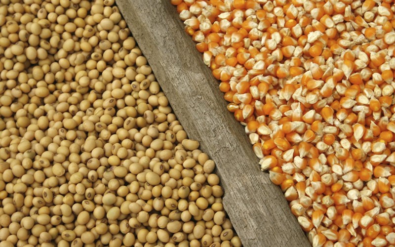 WorldGrain-1648787880090