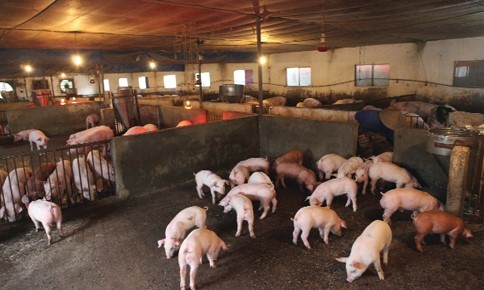 Xử lý chuồng trại heo