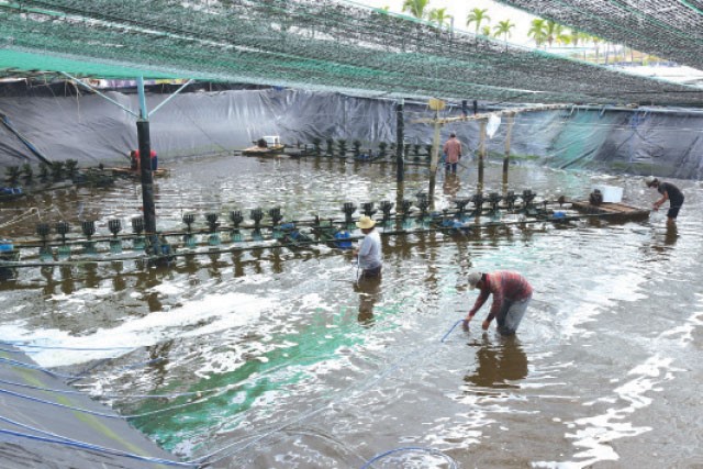 Yeu-cau-ky-thuat-nuoi-tom-the