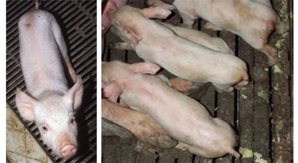 Nguyên nhân và cách điều trị bệnh cầu trùng ở heo con