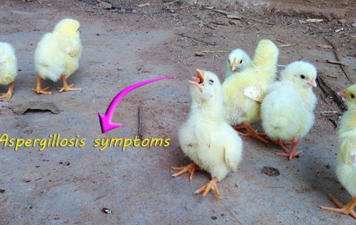 Xử lý bệnh nấm phổi ở gia cầm