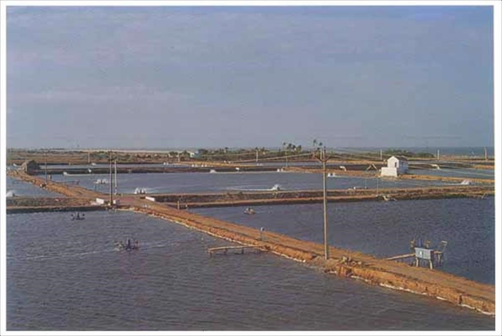 an-do-gia-tom-nguyen-lieu-co-lon-tang-len-muc-cao