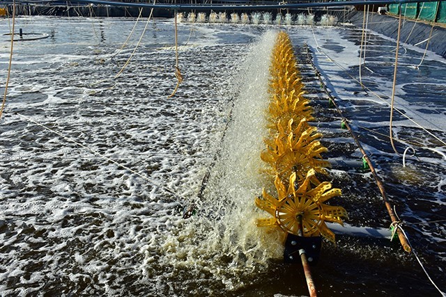 an-toan-nuoi-tom-skt-4