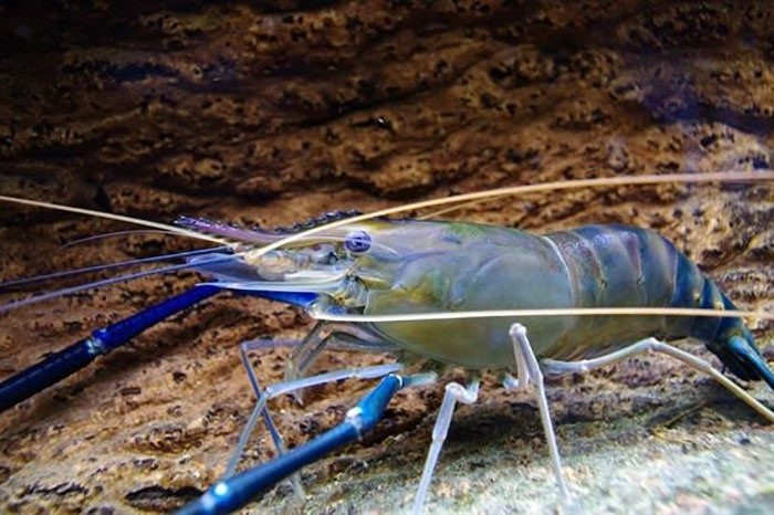 anh-huong-cua-nitrat-den-tang-truong-va-ti-le-song-cua-au-trung-tom-cang-xanh