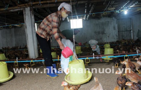 Ảnh hưởng của việc bổ sung glycine, serine và threonine trong khẩu phần của gà thịt có mức protein thấp