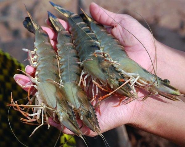 anh-huong-soc-do-man-tom-su-e1570594090460