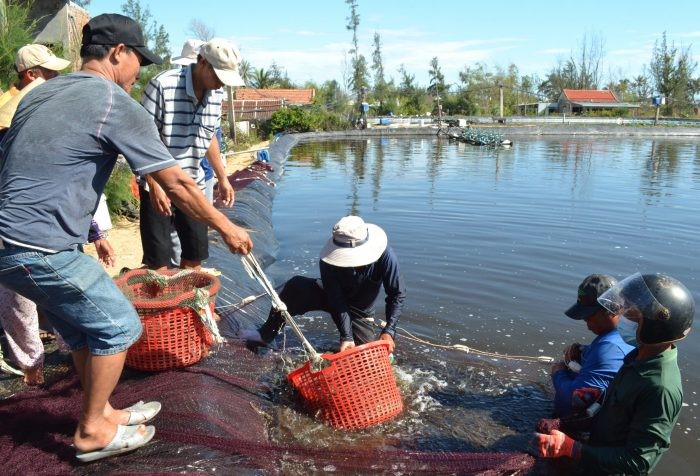 anh-phu-thu-hoach-tom-scaled-e1641787357872