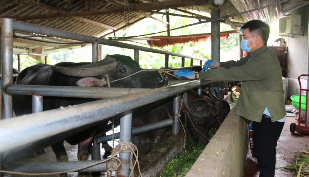 anh_hoang_van_liem_cham_soc_dan_trau_bo