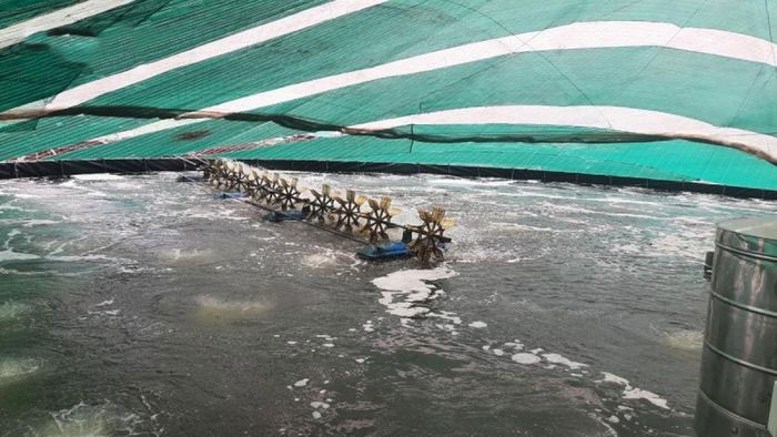 ao-nuoi-tom-ong-ngo-minh-tuan