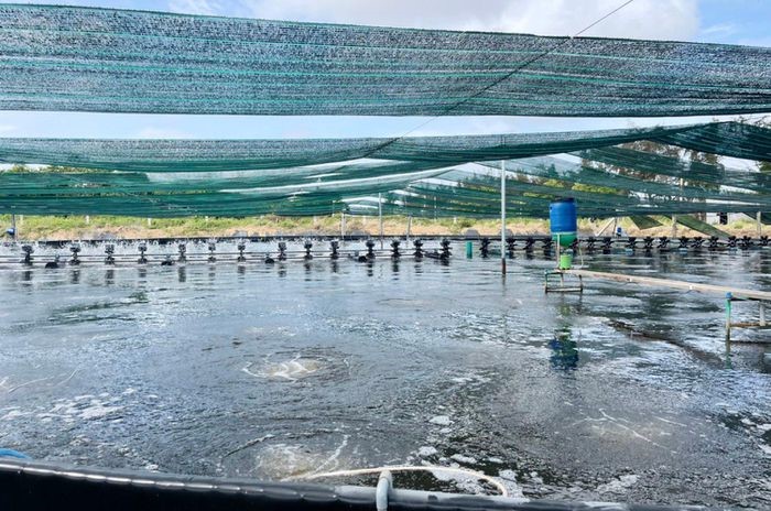 ao-tom-tren-mo-hinh-nuoi-trai-bat