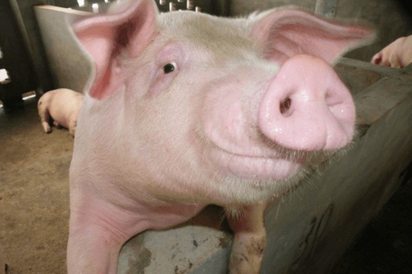 bang-gia-heo-hoi-hom-nay-26-1-2022