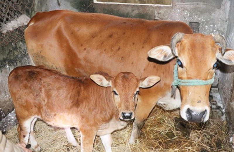 banh-la-bo-trau_qvwl