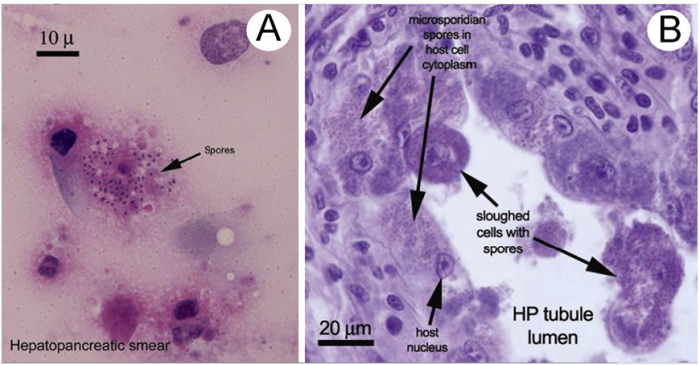bao-tu-EHP-e1644543985268