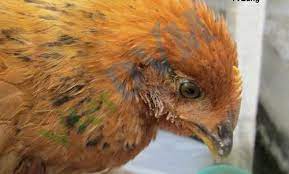 Bệnh đầu đen (Bệnh viêm gan ruột truyền nhiễm) trên gà