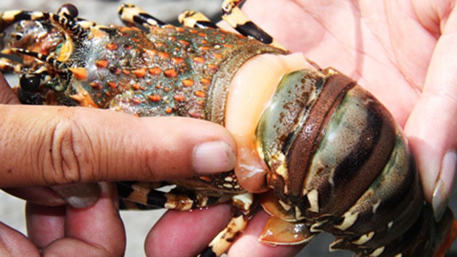 Quản lý EMS trên toàn thế giới