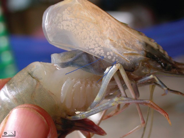 benh-dom-trang-tren-tom