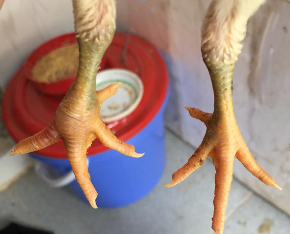 Dấu hiệu gà bị bệnh Gout và cách phòng tránh