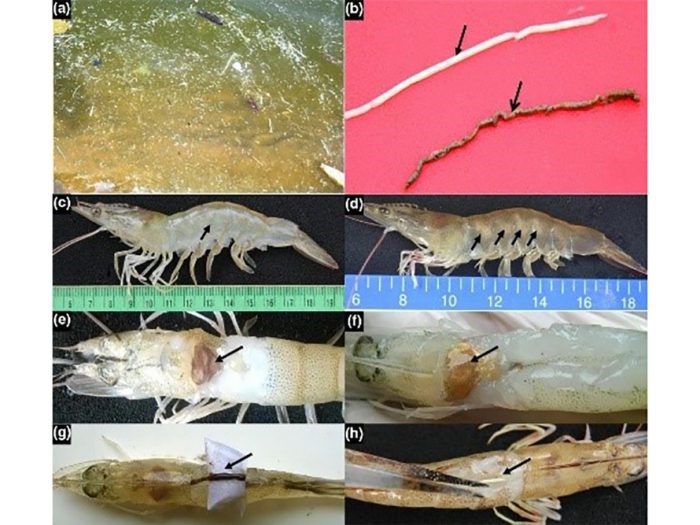 benh-phan-trang-tren-tom-e1637284960698