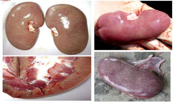 benh-tich-benh-circo-tren-heo2