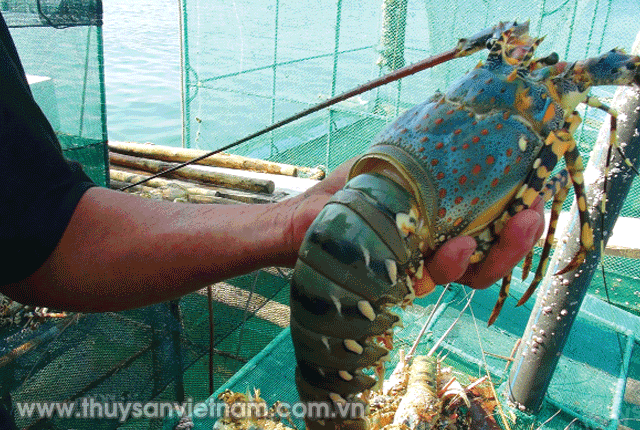 benh-tren-tom-hum-02