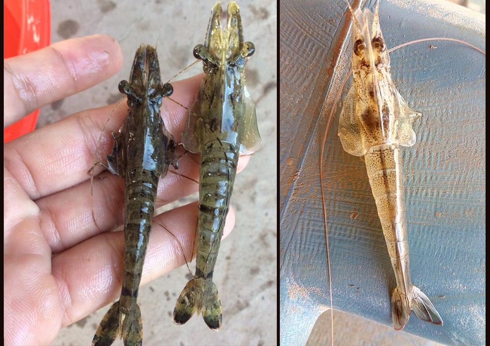 benh-venh-mang-tren-tom