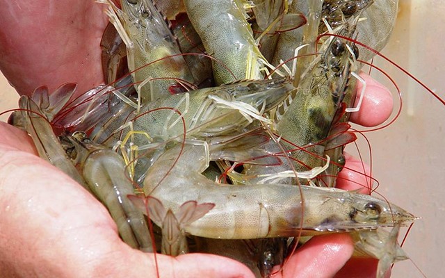 benh-vi-bao-tu-trung