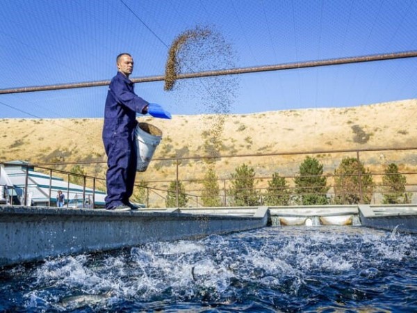 bien-metan-thanh-bot-ca