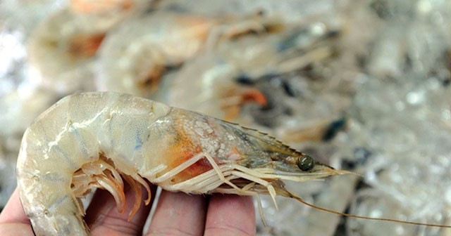 bien-phap-kiem-soat-dom-trang