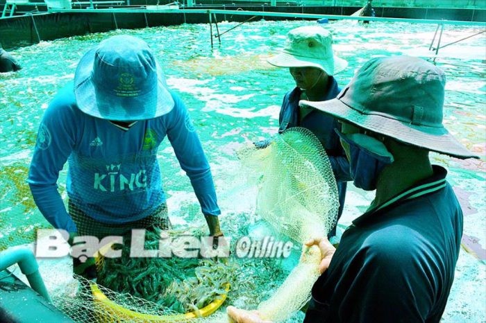 binhongiatom-e1631454260592