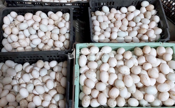 Giá trứng gia cầm tăng mạnh khi tỉnh trở lại trạng thái bình thường mới