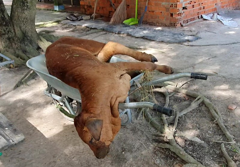 bo-chet-vdnc-tay-ninh