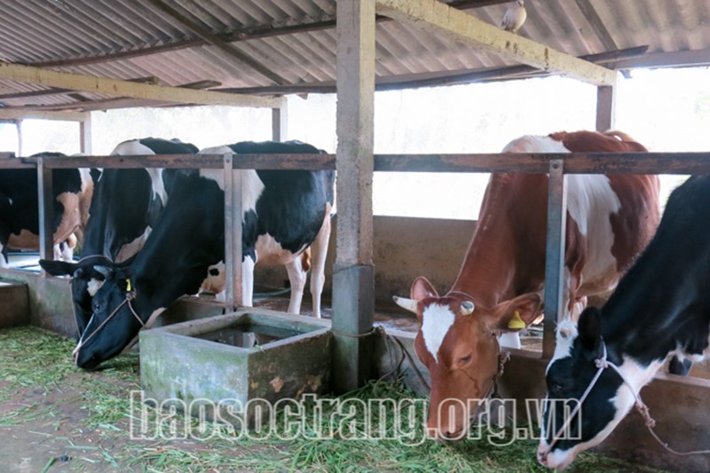 bo-sua-soc-trang-232